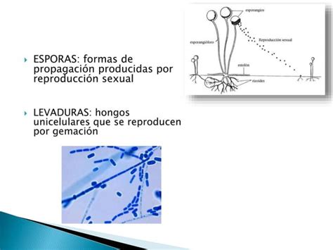 Morfolog A Microsc Pica Y Macrosc Pica De Los Hongos Ppt