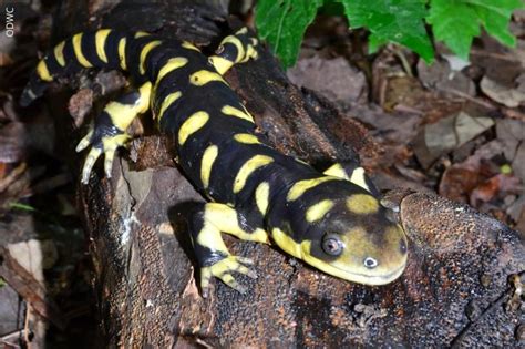 17 Gambar Salamander