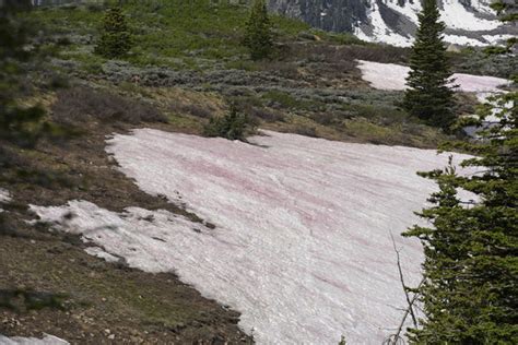 美國、日本高山出現「血色積雪」 專家揭真相：是氣候變遷指標 Ettoday國際新聞 Ettoday新聞雲