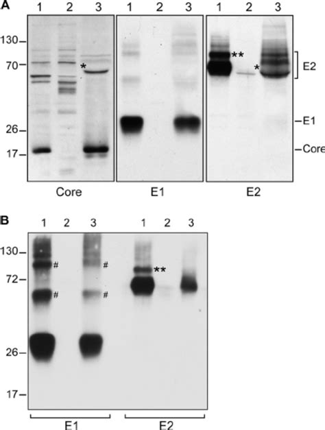 Detection Of Hcv Structural Proteins In Infected Cell Lysate And