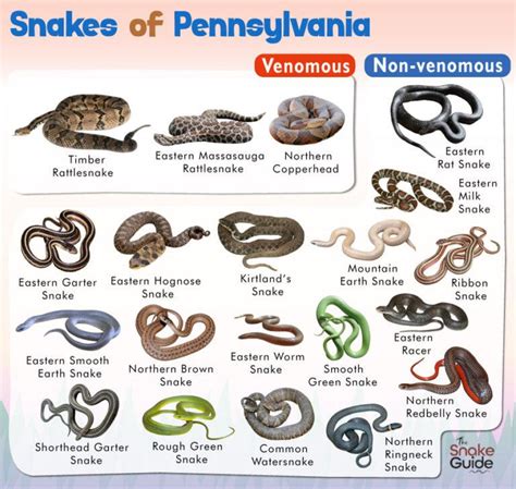 List Of Common Venomous And Non Venomous Snakes In Pennsylvania With