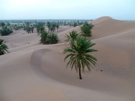 Désert Sable Palmier Photo gratuite sur Pixabay Pixabay