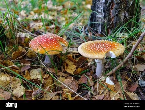 Amanita Hongos Venenosos Dos Heces De Toadstois Moteados Fly Agaric