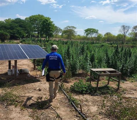 PM flagra plantação mais de 3 mil pés de maconha Agência Cora