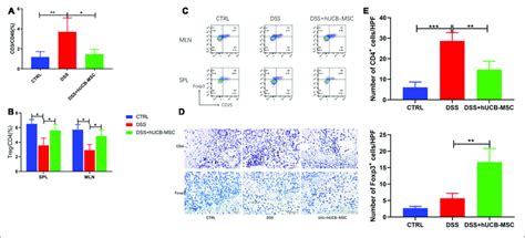 Hucb Msc Treatment Reduced T Cell Infiltration In Colon And Induced