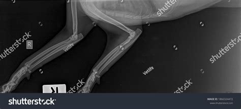 X Ray Normal Both Forelimb Cat Stock Photo 1866324472 Shutterstock