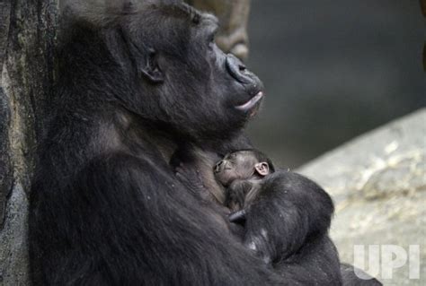 Photo Western Lowland Gorilla Baby Born At Brookfield Zoo In