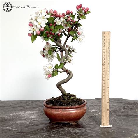 Crab Apple Bonsai Tree Herons Bonsai Nursery In The UK