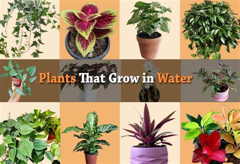 Plants That Grow In Water 12 Wonderful Indoor Water Plants