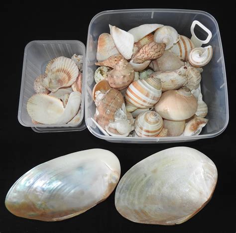 Lot A Job Lot Of Large Valuable Seashells