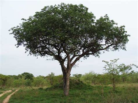 Wild Facts Sabi Sabi Private Game Reserve | The Marula Tree