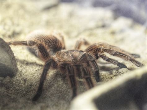 Research and Conservation