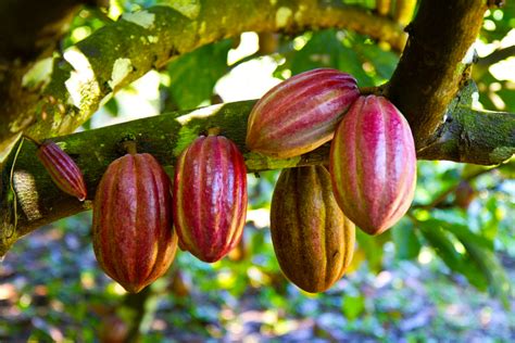 Humedad Y Lluvias Impulsan Cosecha De Cacao En Costa De Marfil Las