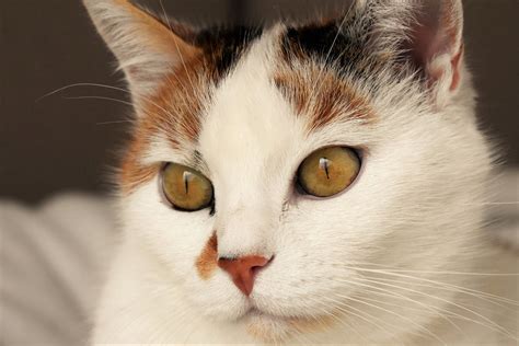 Are All Calico Cats Female Petozy