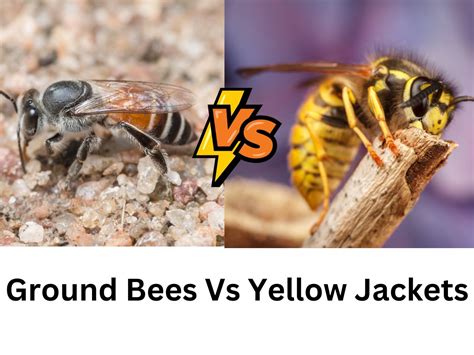 8 Effective Ways To Get Rid Of Ground Bees Without Killing