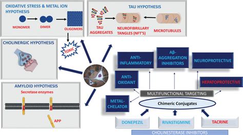 Figure 1 Pathophysiological Mechanisms And Multifunctional Targeting