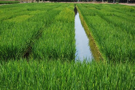 Agricoltura nuova tecnica di coltivazione del riso Università degli