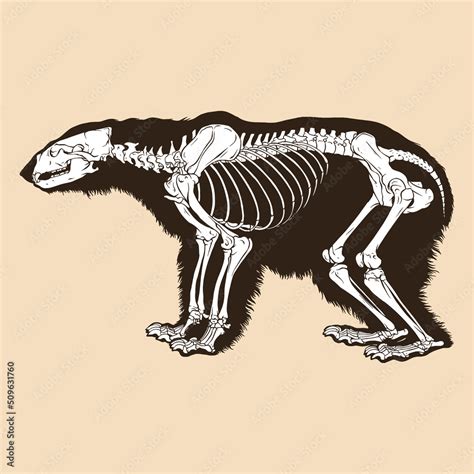 Skeleton polar bear vector illustration Stock Vector | Adobe Stock