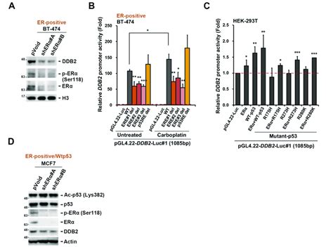 Figure S Er Cooperates With Mutp To Transcriptionally Upregulated