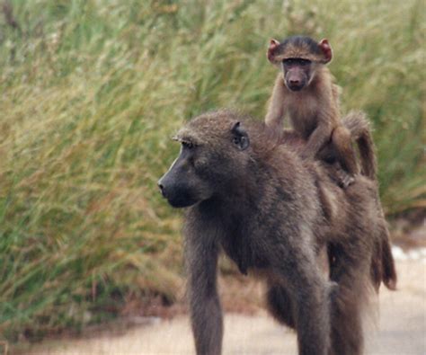 Voyage Afrique Du Sud Partir En Vacances En Afrique Du Sud Routard