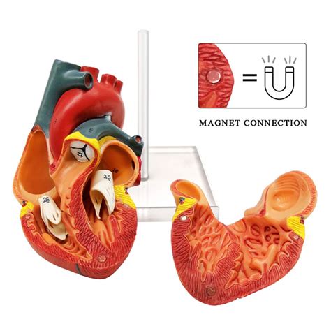 Evotech Scientific Human Heart Model For Anatomy 2 Part Heart Models