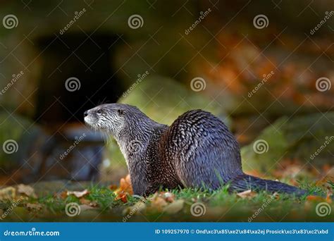 North American River Otter Lontra Canadensis Detail Portrait Water