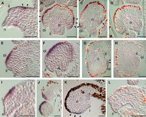 In Situ Hybridization With Antisense I Niamniamensis Ino And Sense I