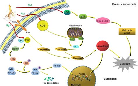 The Anticancer Activity And Mechanisms Of Ginsenosides An Updated