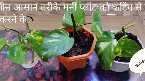 Three Easy Way To Grow Money Plant From Cuttingतीन आसान तरीके मनी