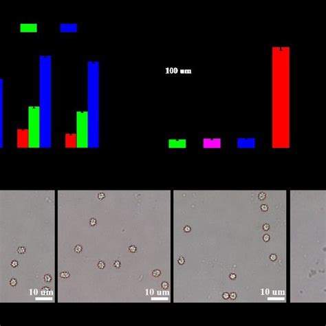 Cytotoxicity And Blood Compatibility Analysis A L929 Cells Viability