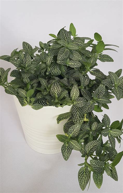 Buy plants online online plants shop green beanz indoor plants – Artofit