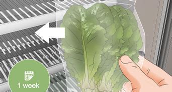 How To Grow Lettuce Indoors 15 Steps With Pictures WikiHow