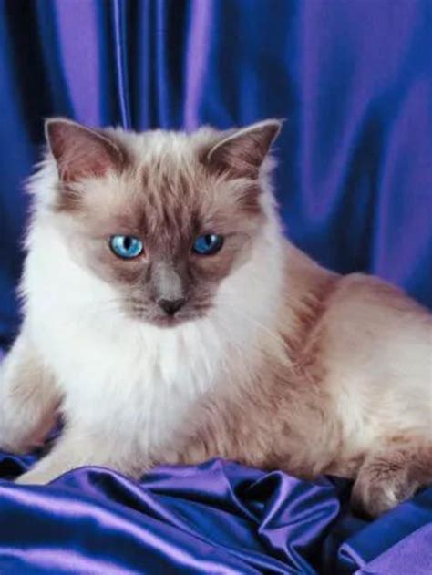 13 Things Allergy Sufferers Must Know About Ragdoll Cats Story The