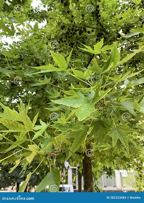 Oriental Sweet Gum Green Leaves Stock Photo Image Of Native Greek