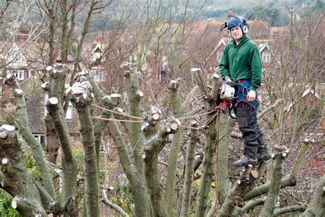 Pollarding Bbc Gardeners World Magazine