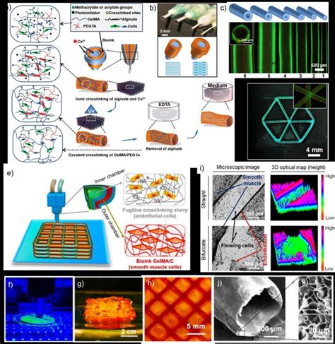 Coaxial D Extrusion Bioprinting Of Vascular Constructs A A