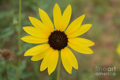 Wild Yellow Photograph By Anita Streich Fine Art America