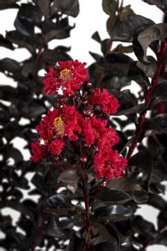 Lagerstroemia BLACK DIAMOND Radiant Red PlantHaven International