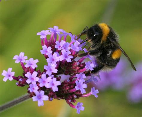 Bumble Bee And Purple Flower In Sheffield Botanical Gardens Flickr