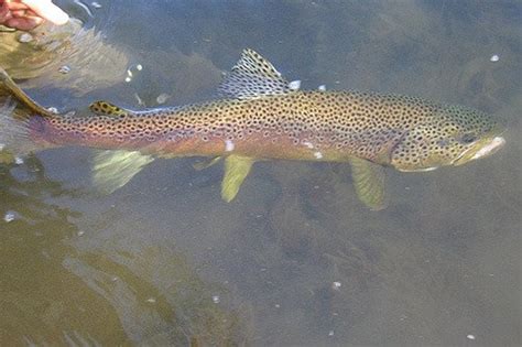 Spinner Fishing For Trout Try These Tips For More Fish Skyaboveus