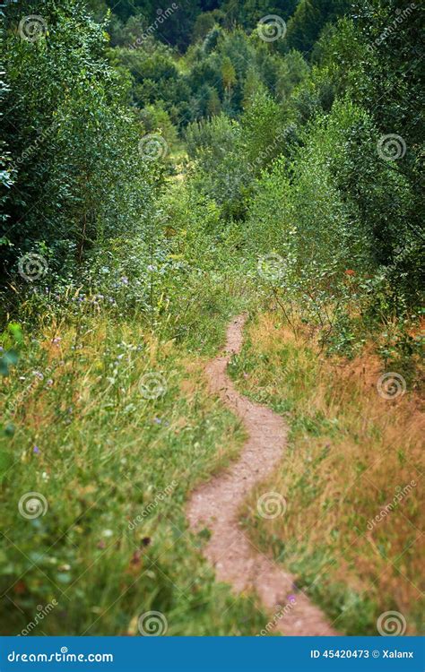 Footpath In The Forest Stock Image Image Of Calm Footpath 45420473