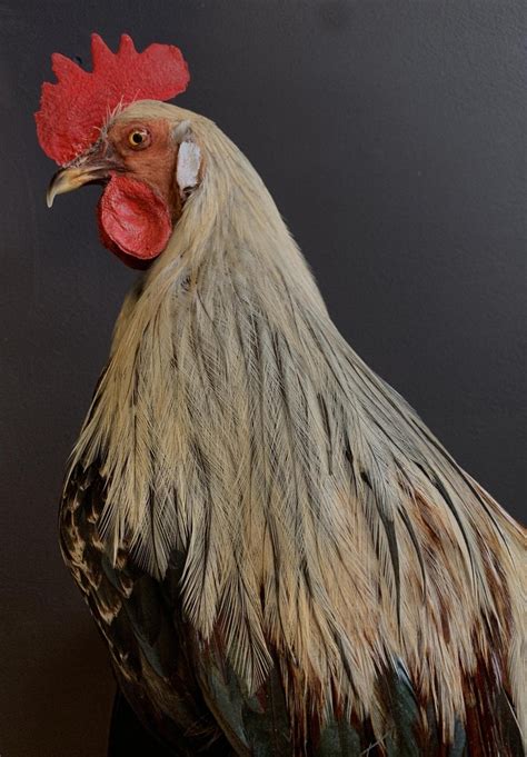 Beautiful Taxidermy Onagadorie Rooster For Sale At 1stdibs