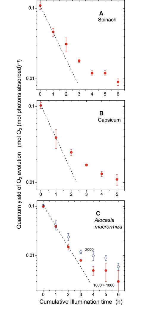 Semi Log Plots Of The Decrease In The Quantum Yield Of O Evolution