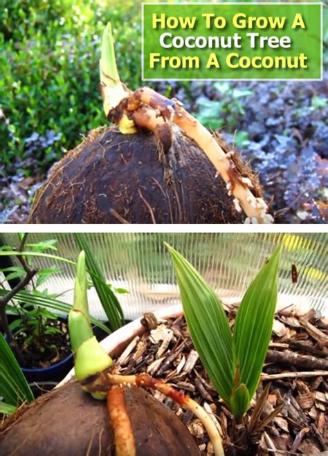 How To Grow Coconut Tree Growing Coconut Plant In Pot Everything