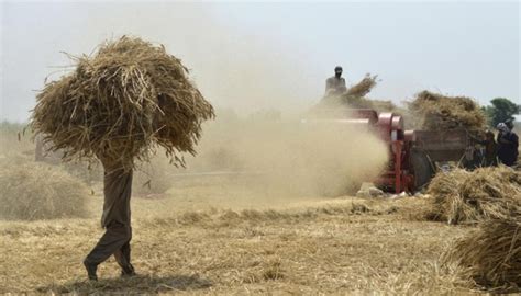 سستی گندم بیچنے پر مجبور کسانوں کو بینک سے مل کر معاوضہ ادا کیا جائیگا