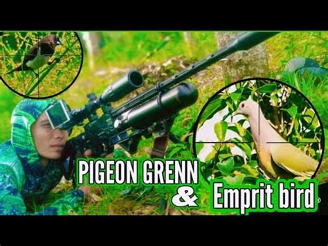 PIGEONN GRENN BERBURU PUNAI DAN EMPRIT YouTube