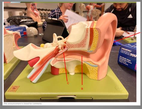 Anatomy Lab Practical 3 Sensory Systems Diagrams Models AND NOTES