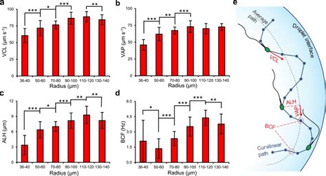 Sperm Motility Parameters At Curved Interfaces A Curvilinear Velocity