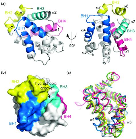 A Helical Representation Of Apo Bcl Xl Pdb Id Maz The Bcl