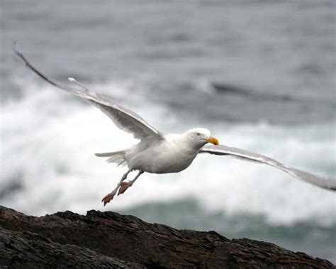 Stanley Seagull: Seagull habitats